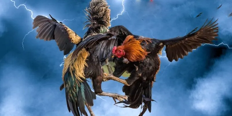 Đá gà cựa sắt cạnh tranh gay gắt